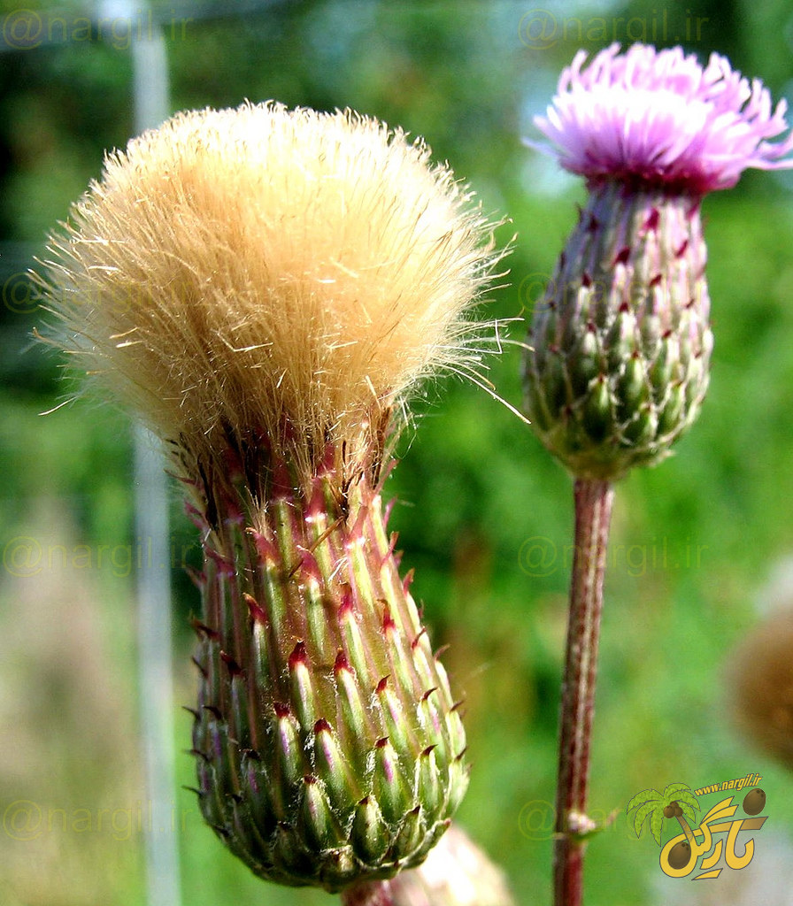 Cirsium Vulgare